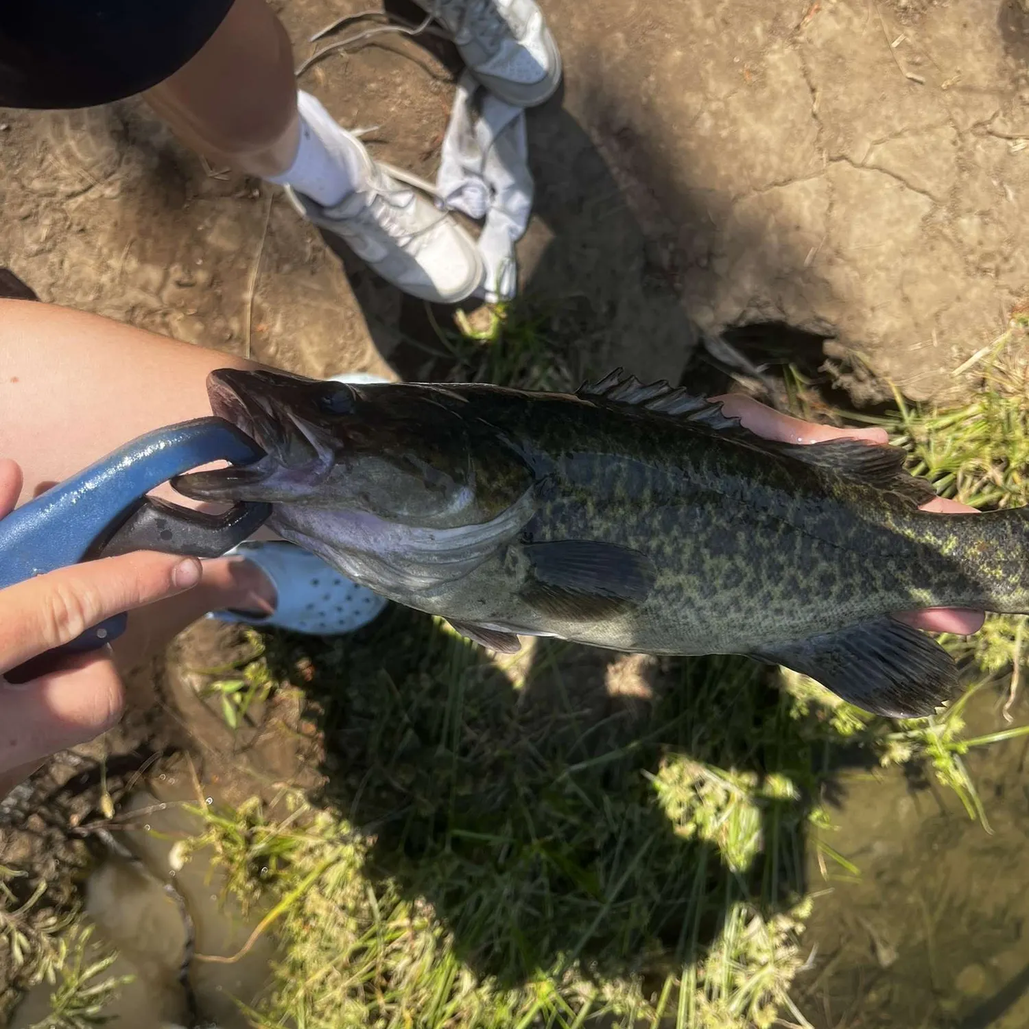 most liked catch image