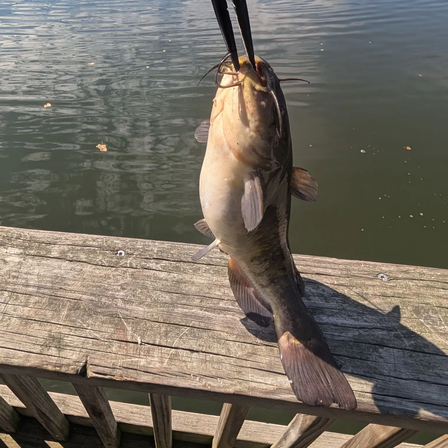 Brown bullhead caught on Fishbrain