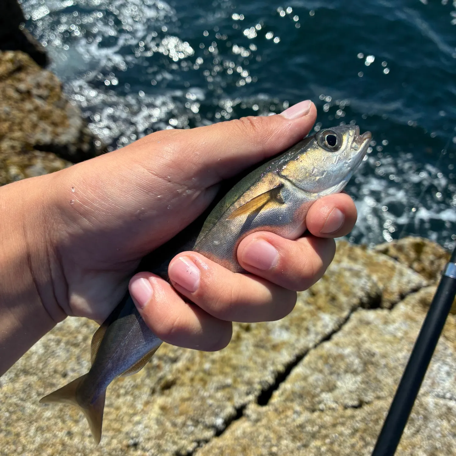 The most recent Atlantic pollock catches on Fishbrain