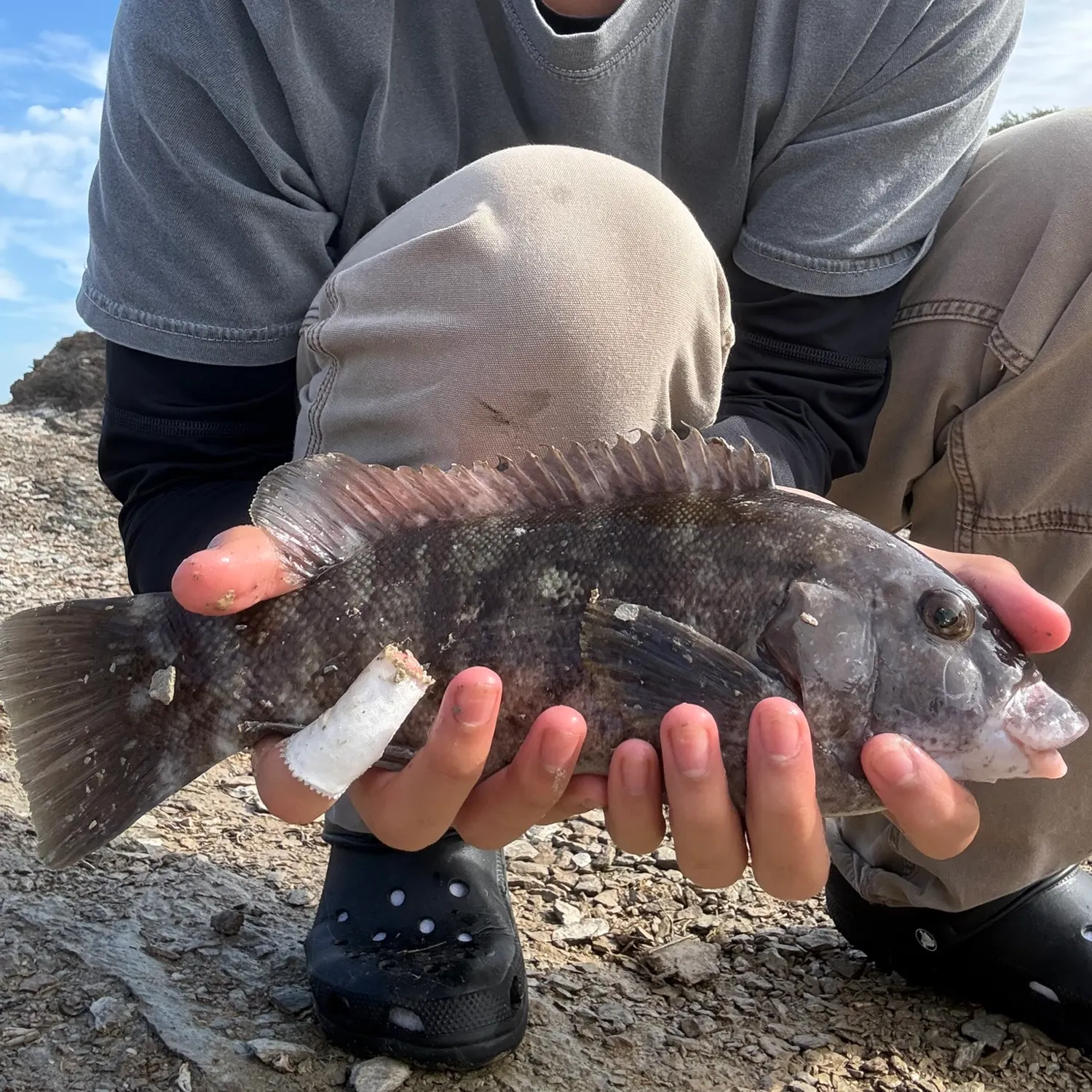 The most recent Tautog catches on Fishbrain