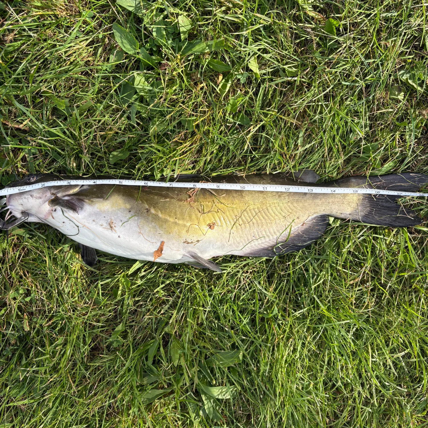 Channel catfish caught on Fishbrain