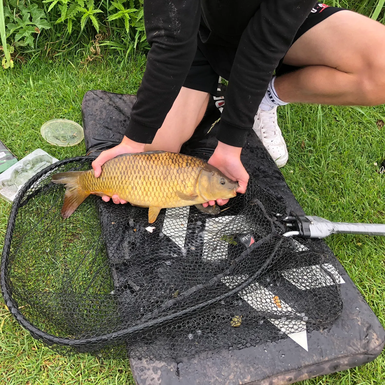 The most recent Common carp catches on Fishbrain