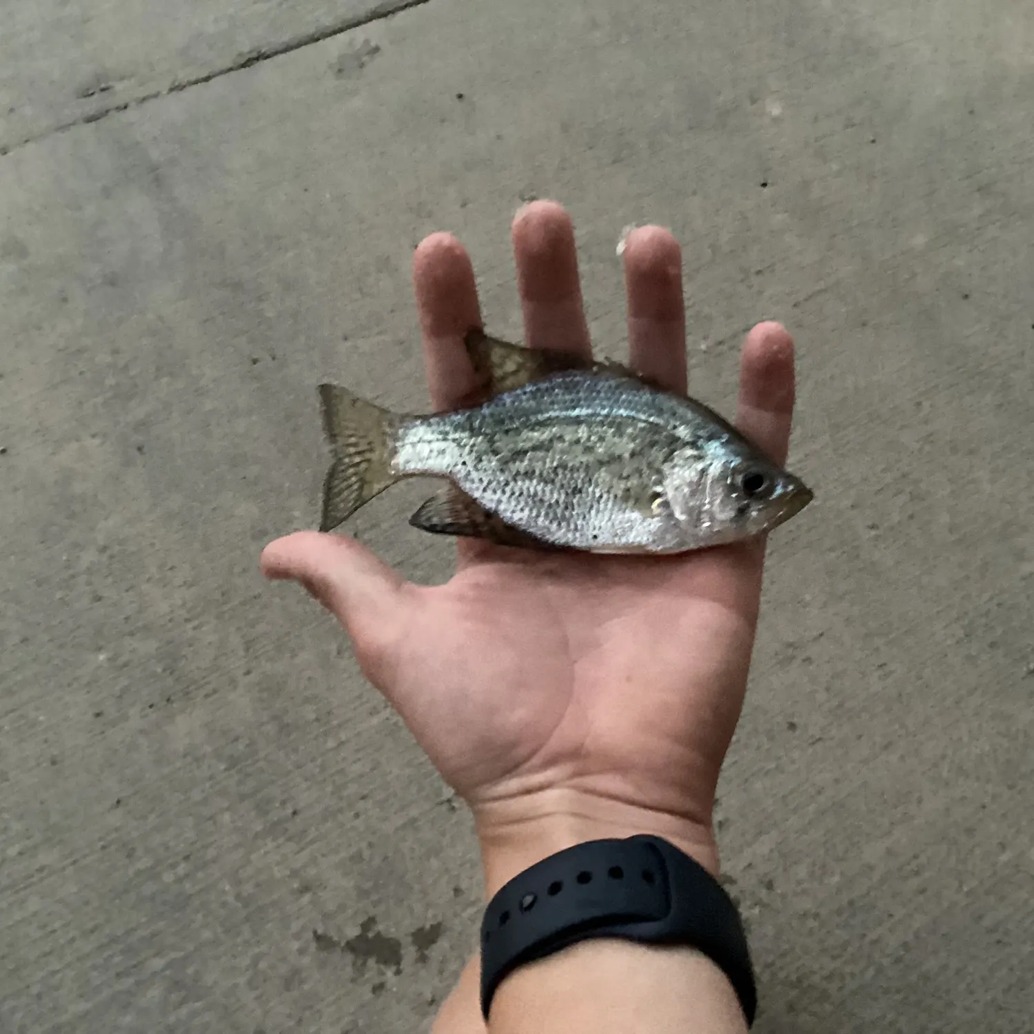 Black crappie caught on Fishbrain