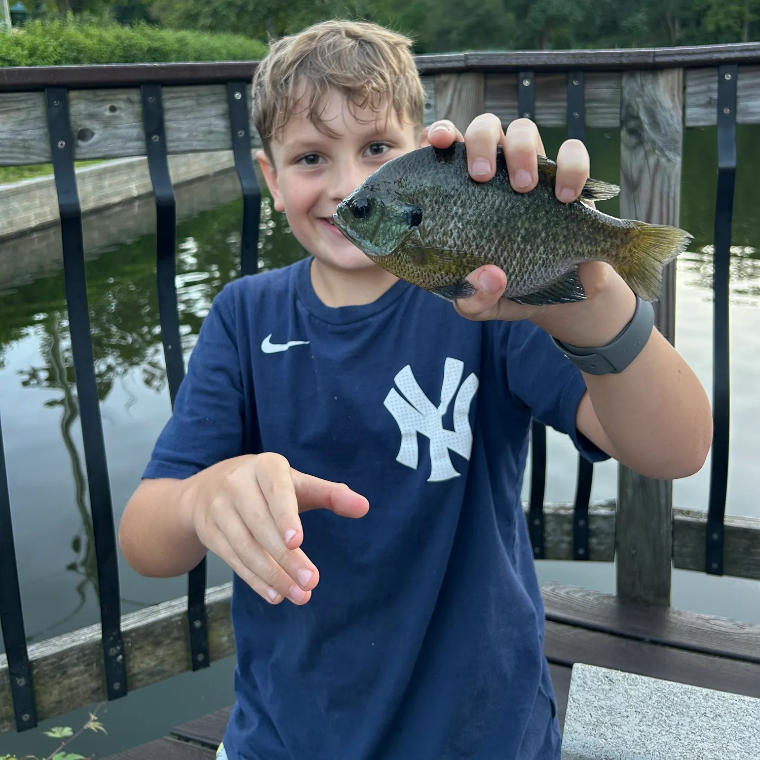Bluegill caught on Fishbrain