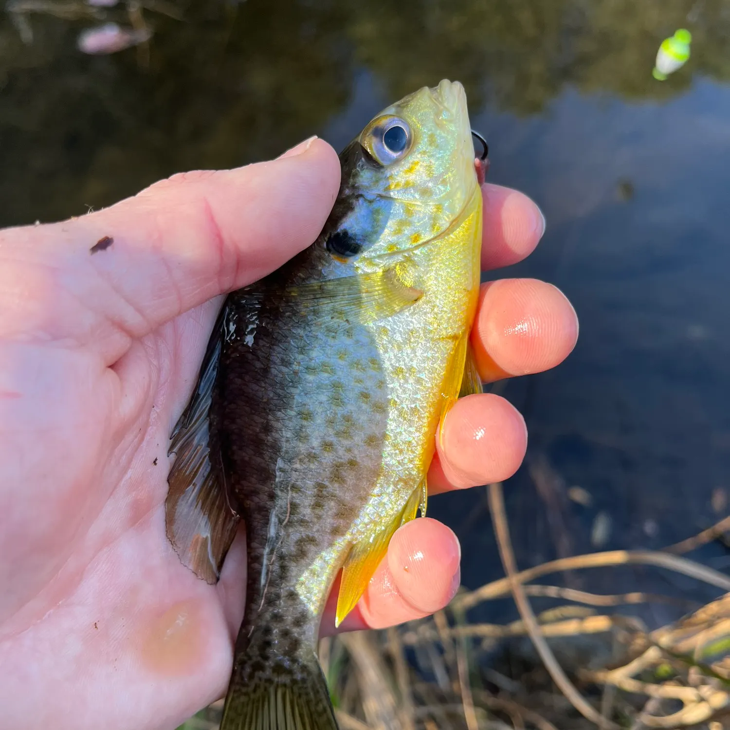 The most recent Pumpkinseed catches on Fishbrain