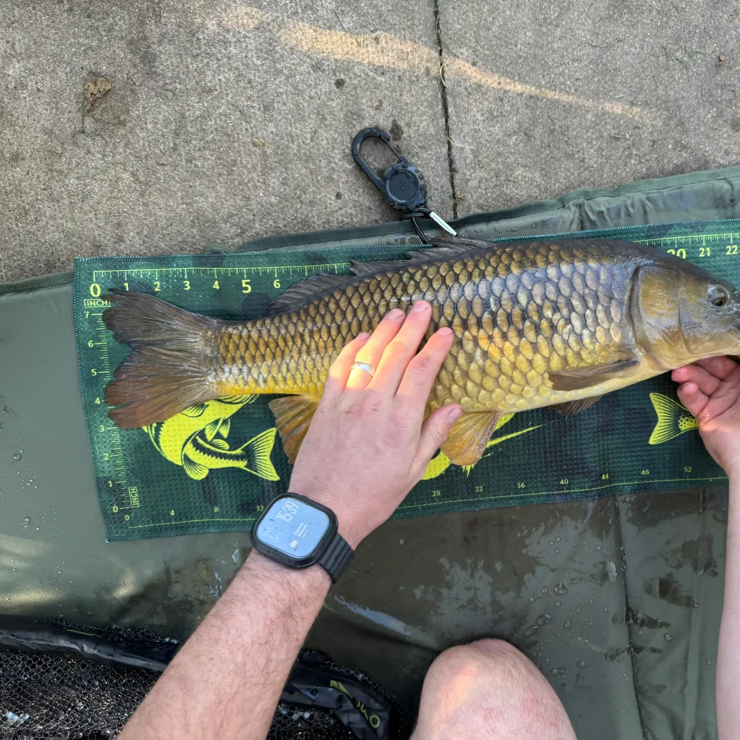 Common carp caught on Fishbrain