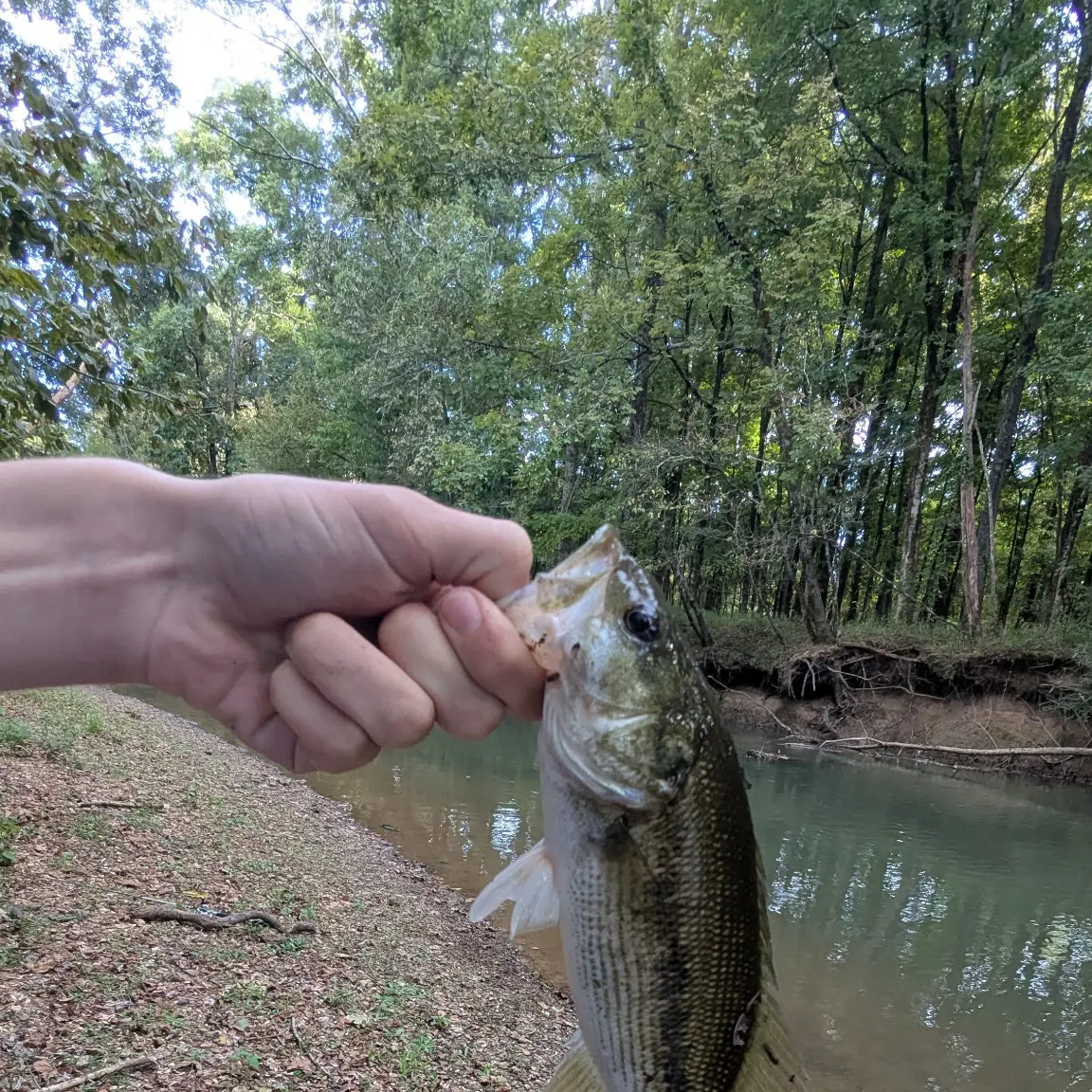 Alabama bass caught on Fishbrain