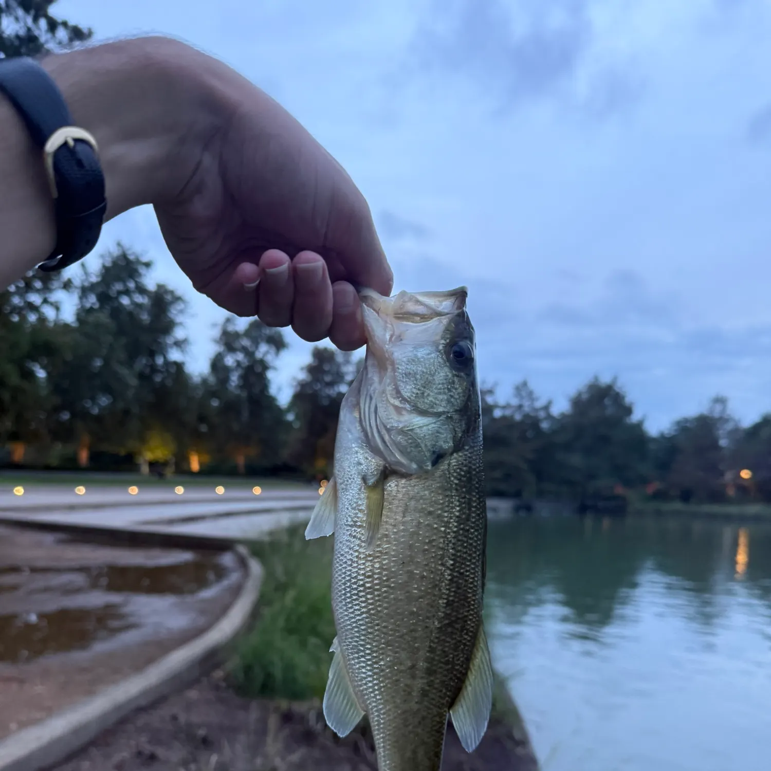 catch