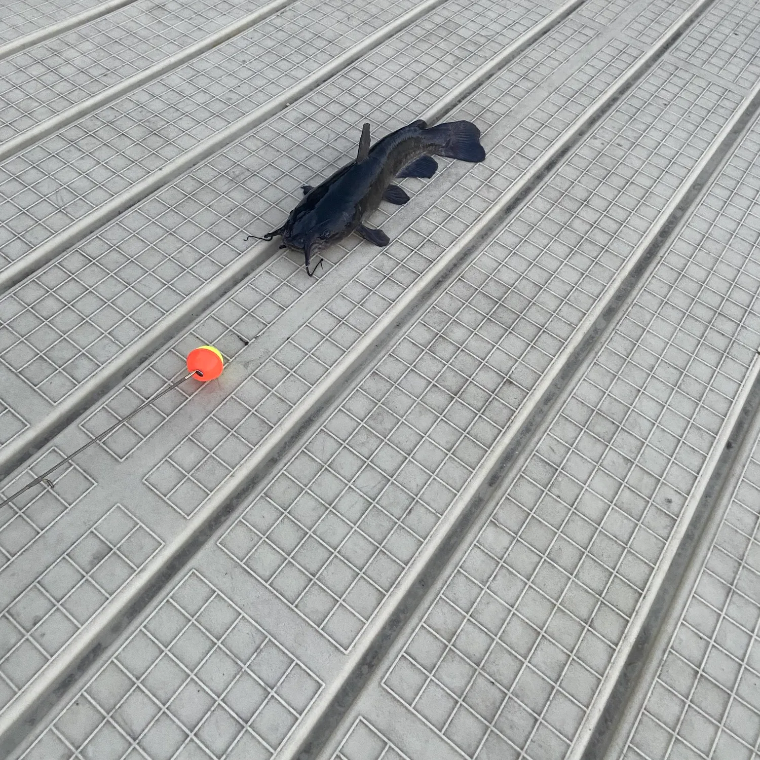 Channel catfish caught on Fishbrain