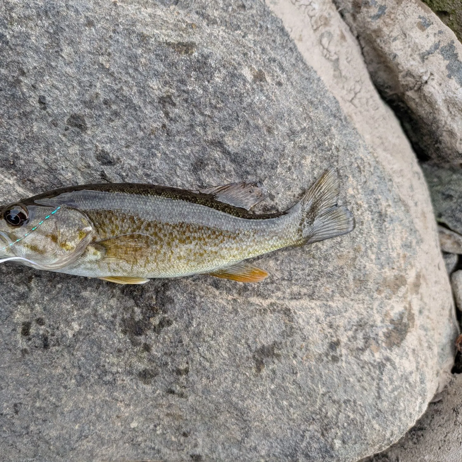 Smallmouth bass caught on Fishbrain