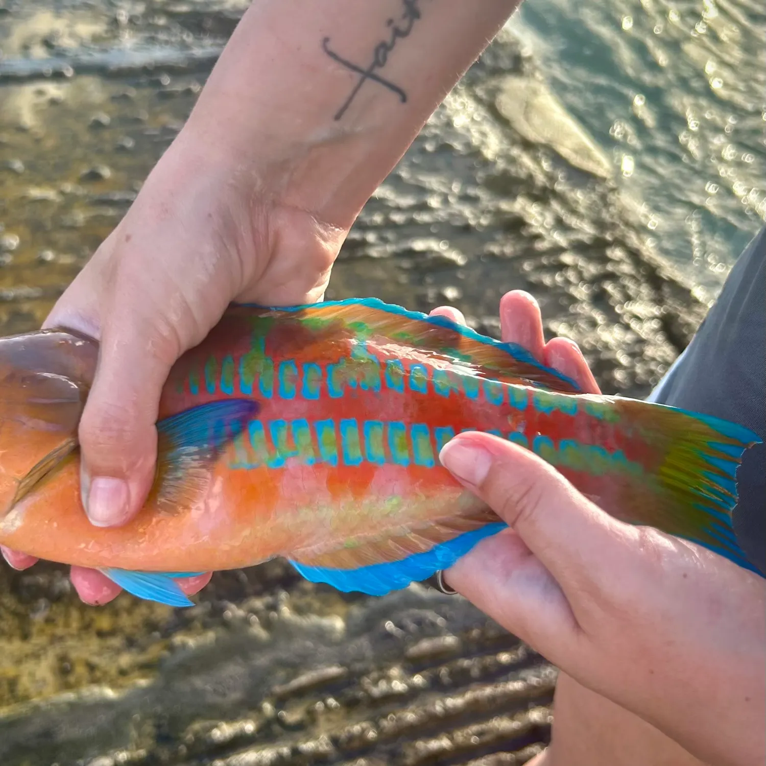 Surge wrasse caught on Fishbrain