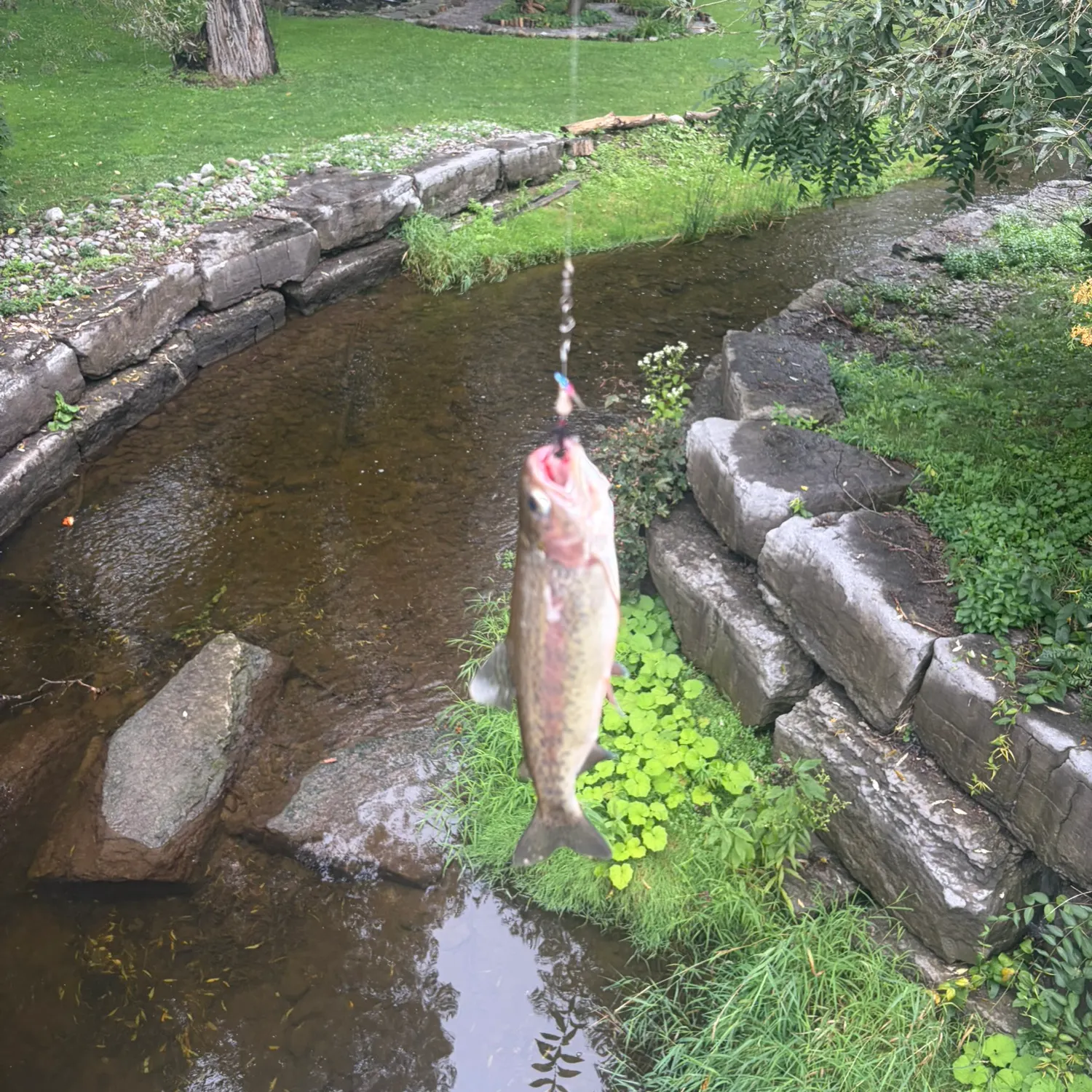 Rainbow trout caught on Fishbrain