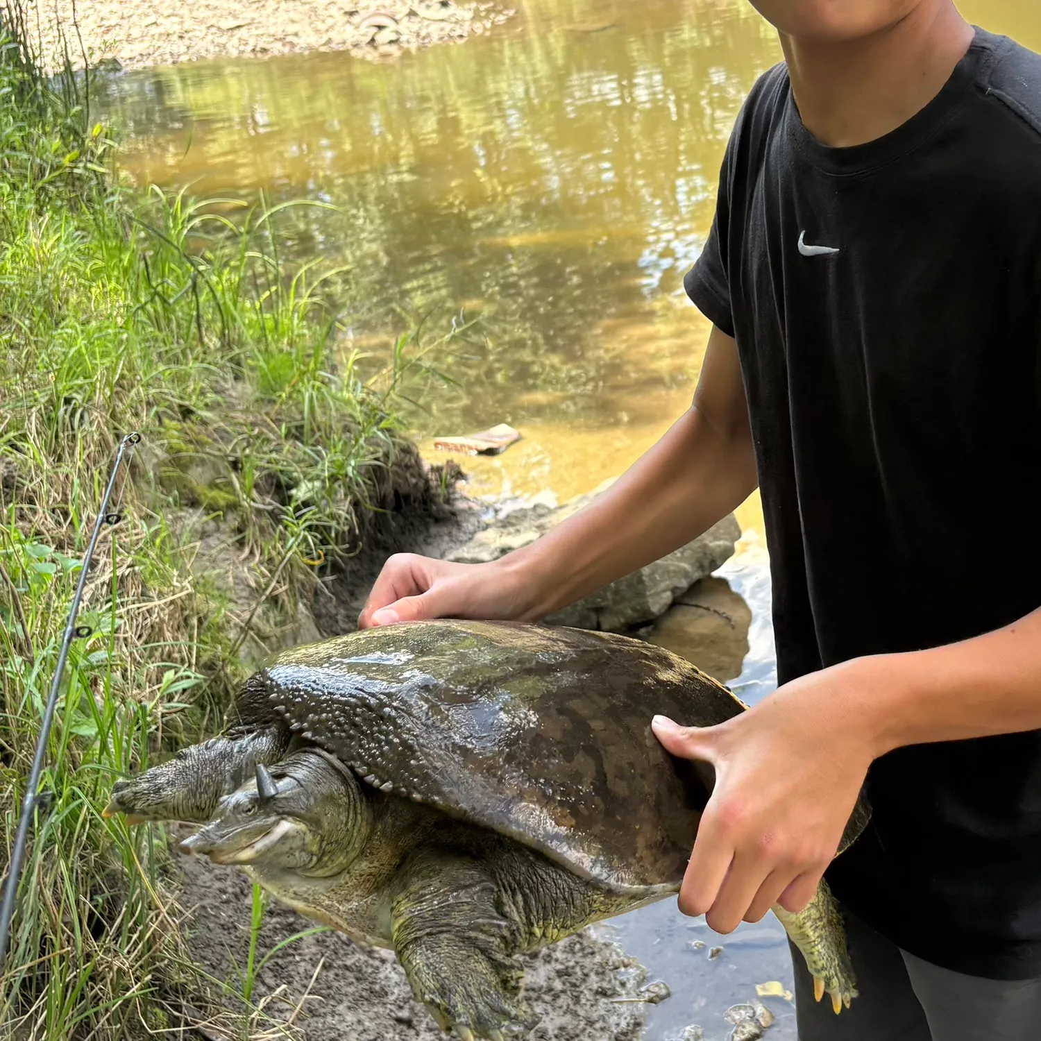 The most recent Spiny softshell turtle catches on Fishbrain