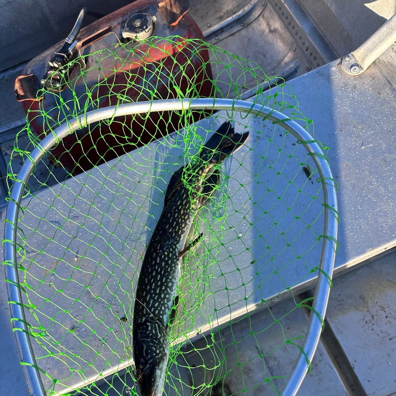 Northern pike caught on Fishbrain