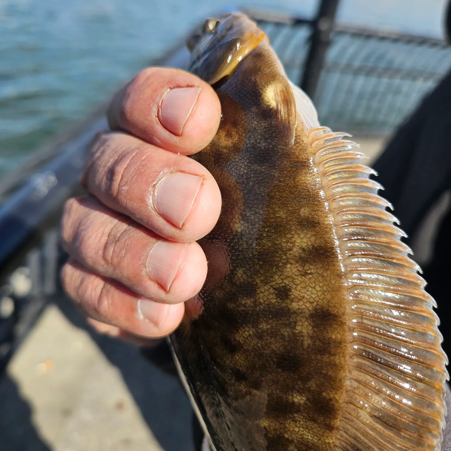 The most recent Winter flounder catches on Fishbrain