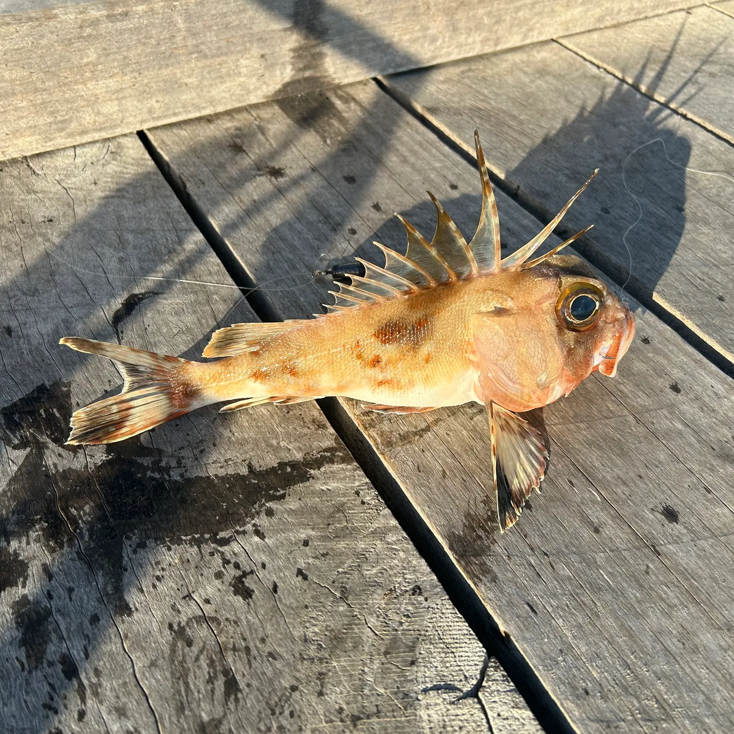 The most recent Red gurnard perch catches on Fishbrain