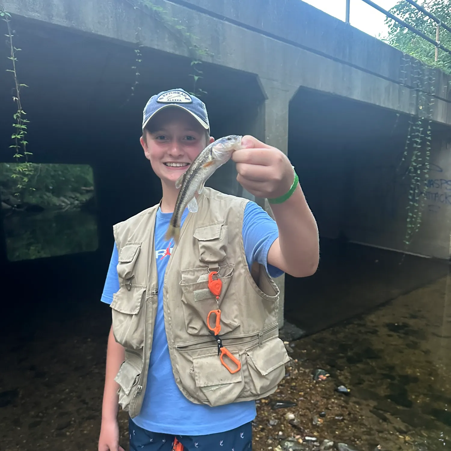 Creek chub caught on Fishbrain