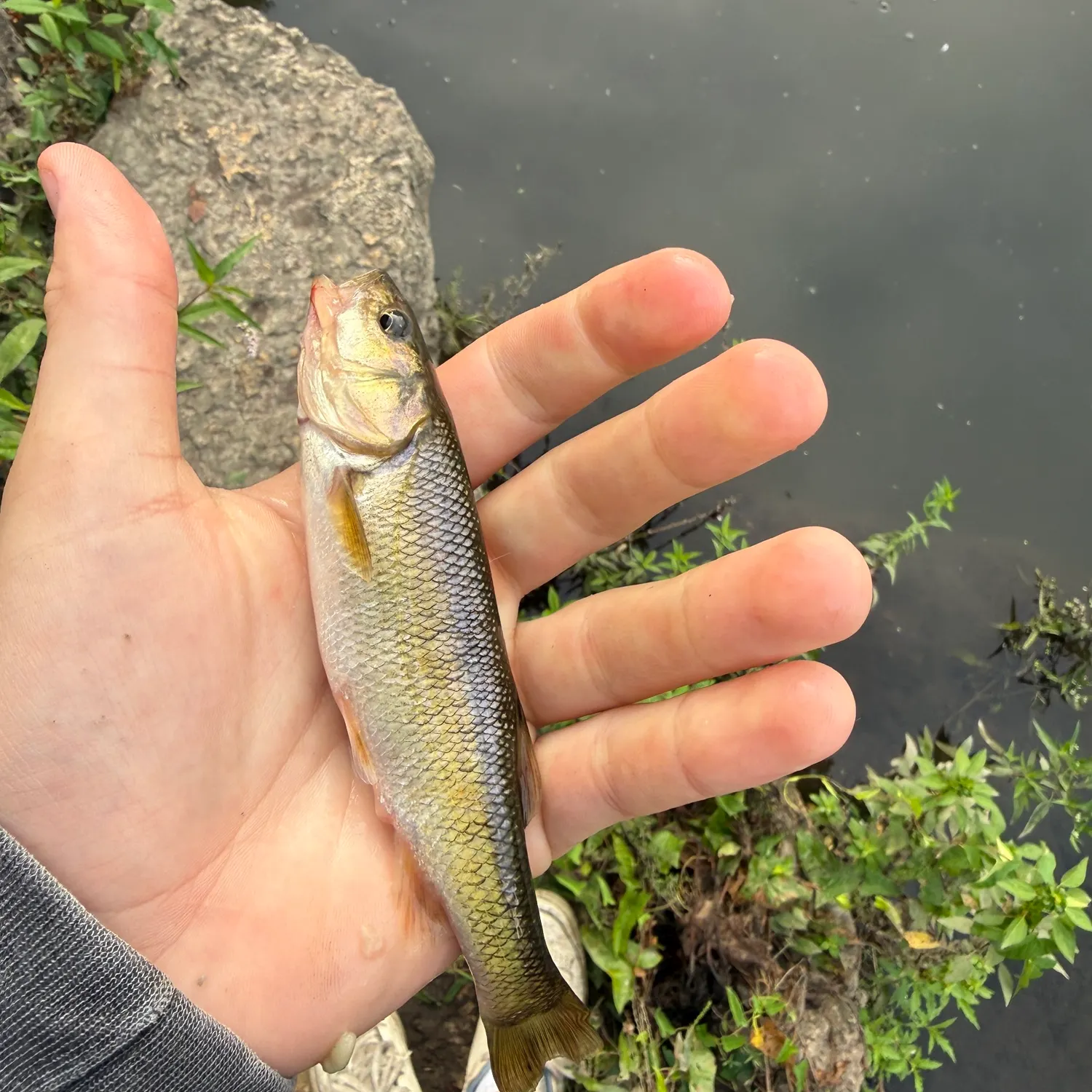 Creek chub caught on Fishbrain