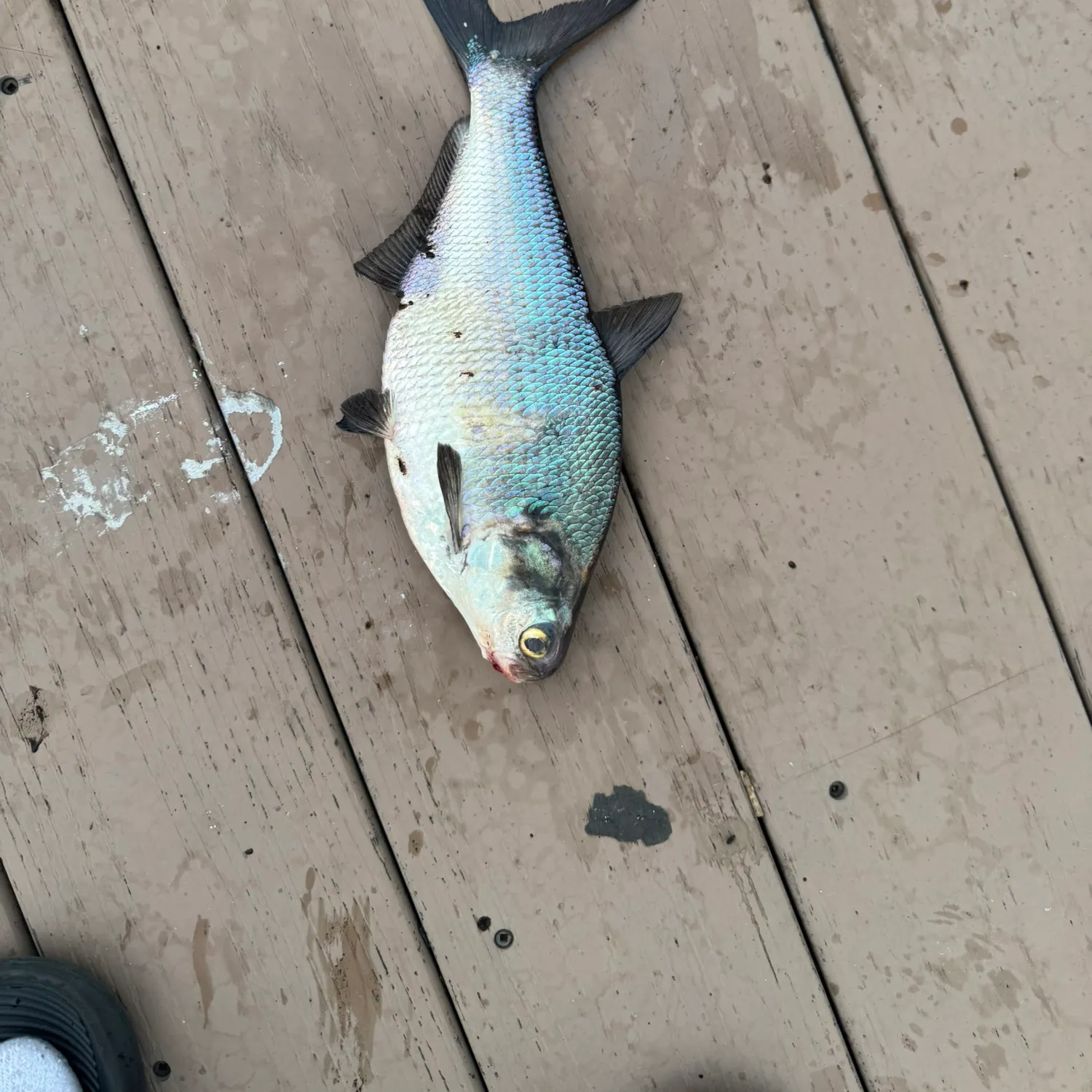 The most recent American gizzard shad catches on Fishbrain