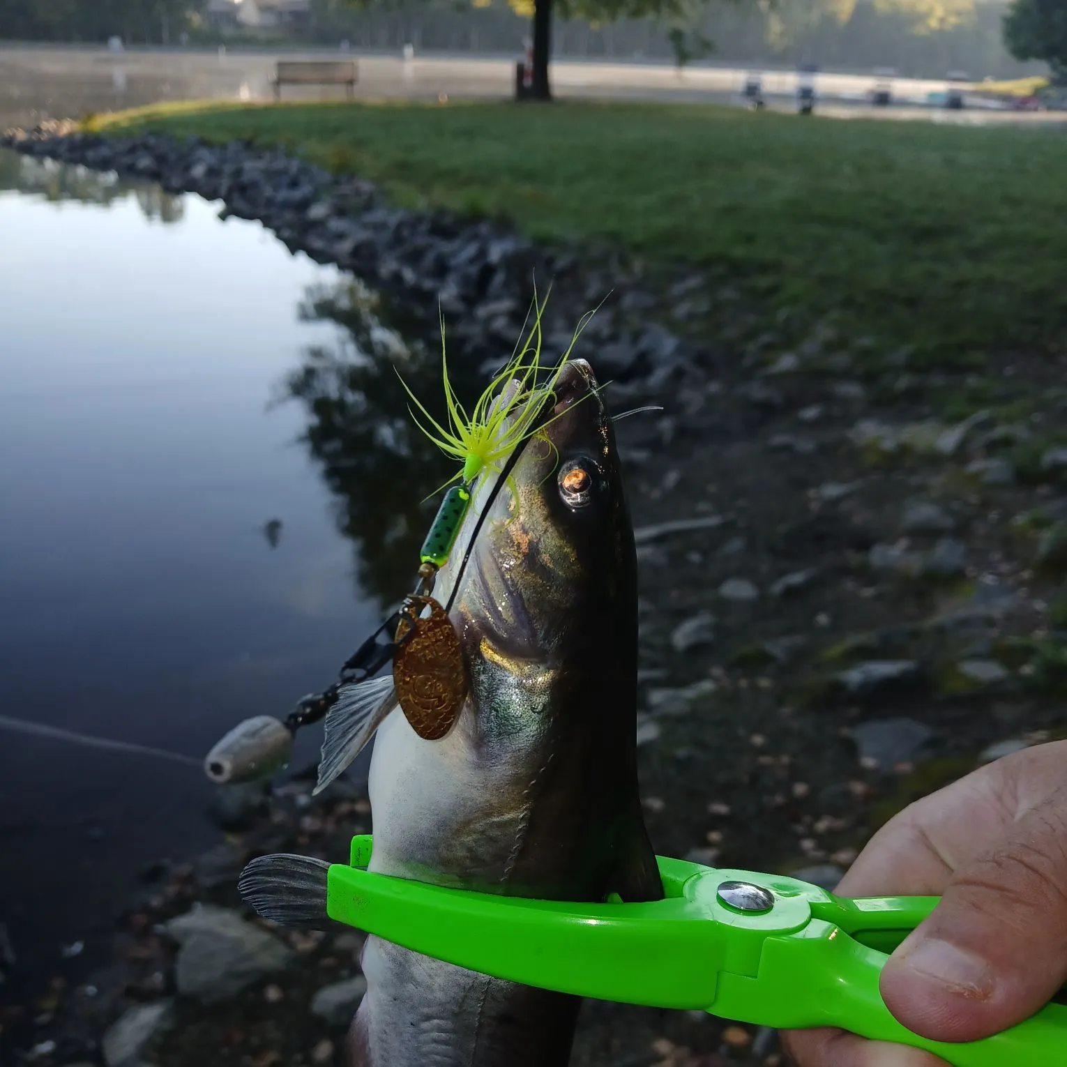 Channel catfish caught on Fishbrain