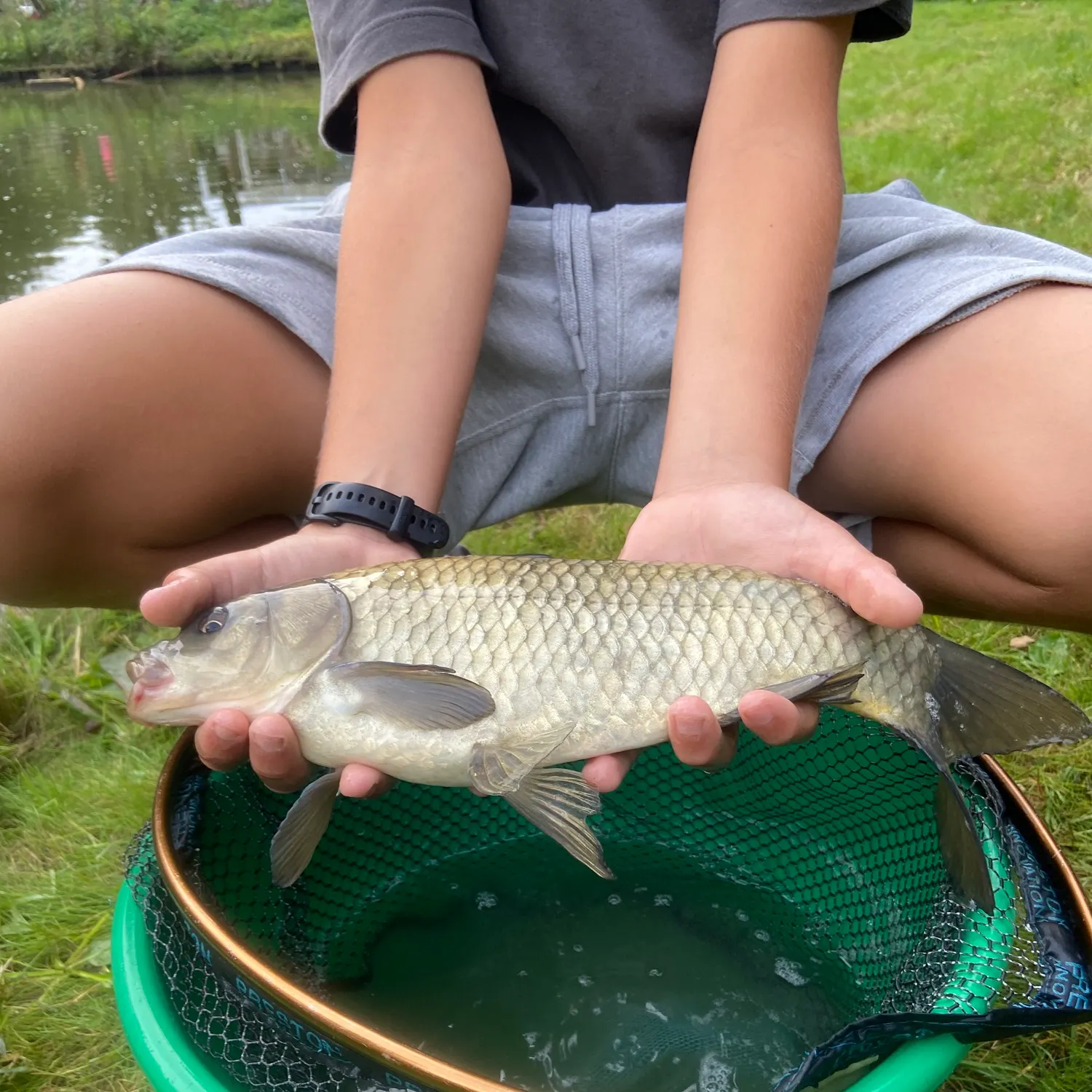 Common carp caught on Fishbrain