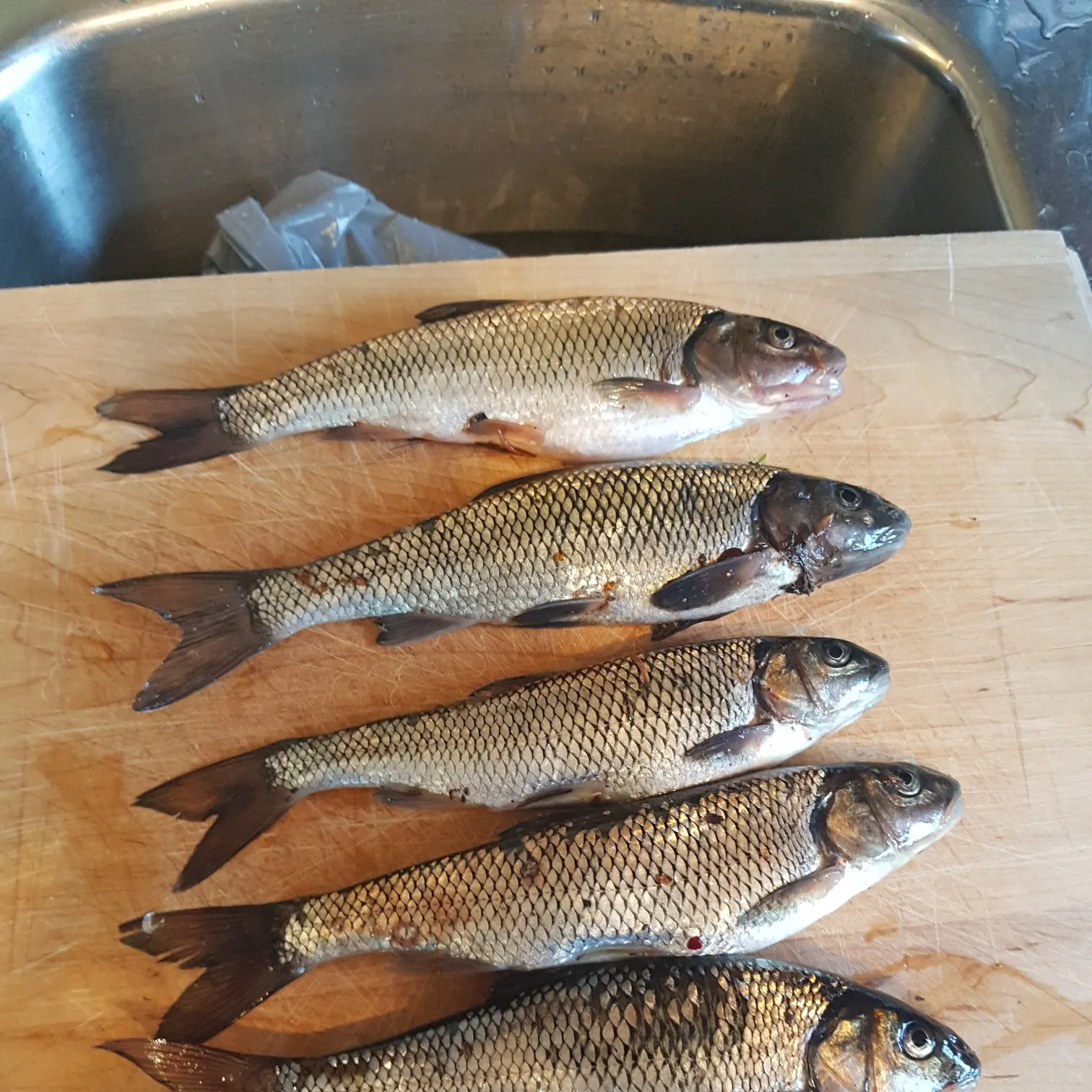 recently logged catches