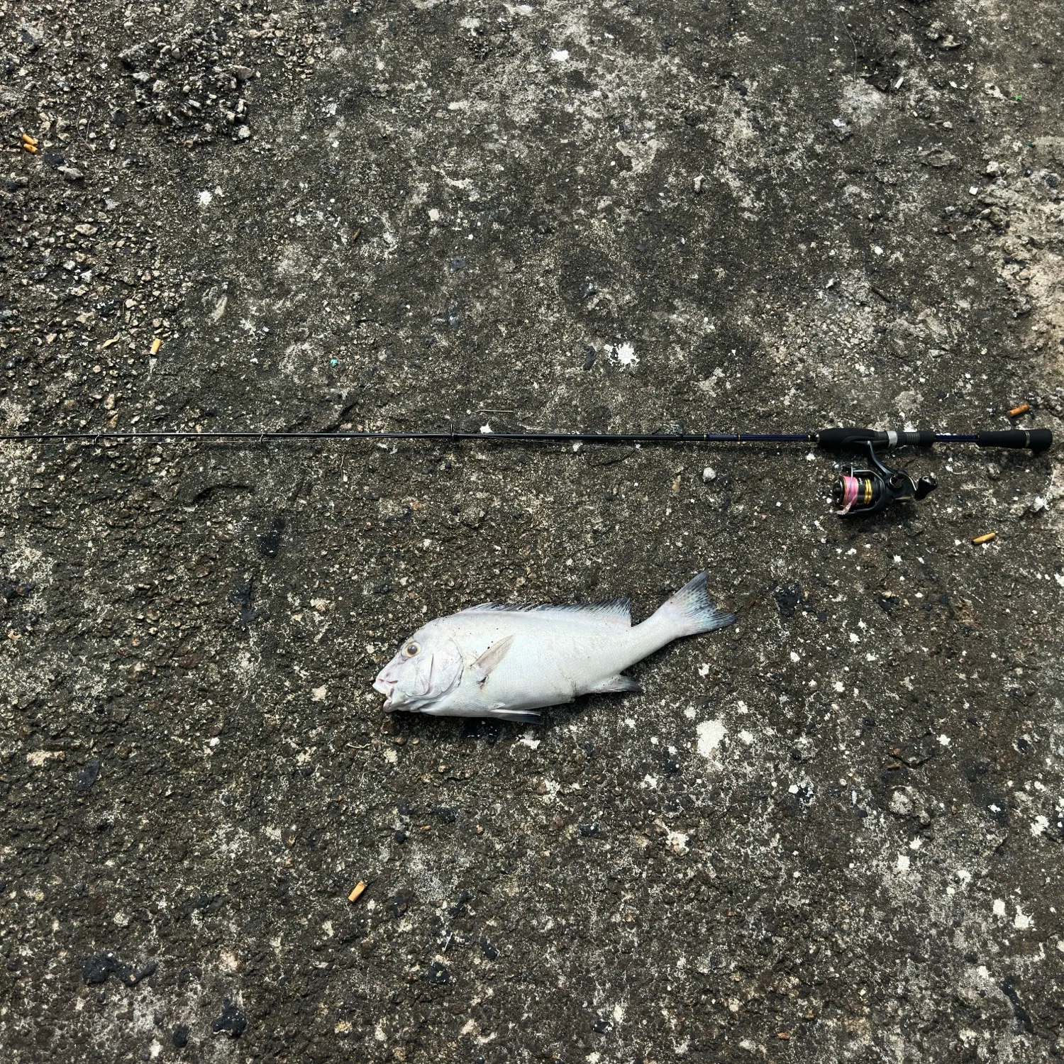 The most recent Sombre sweetlips catches on Fishbrain