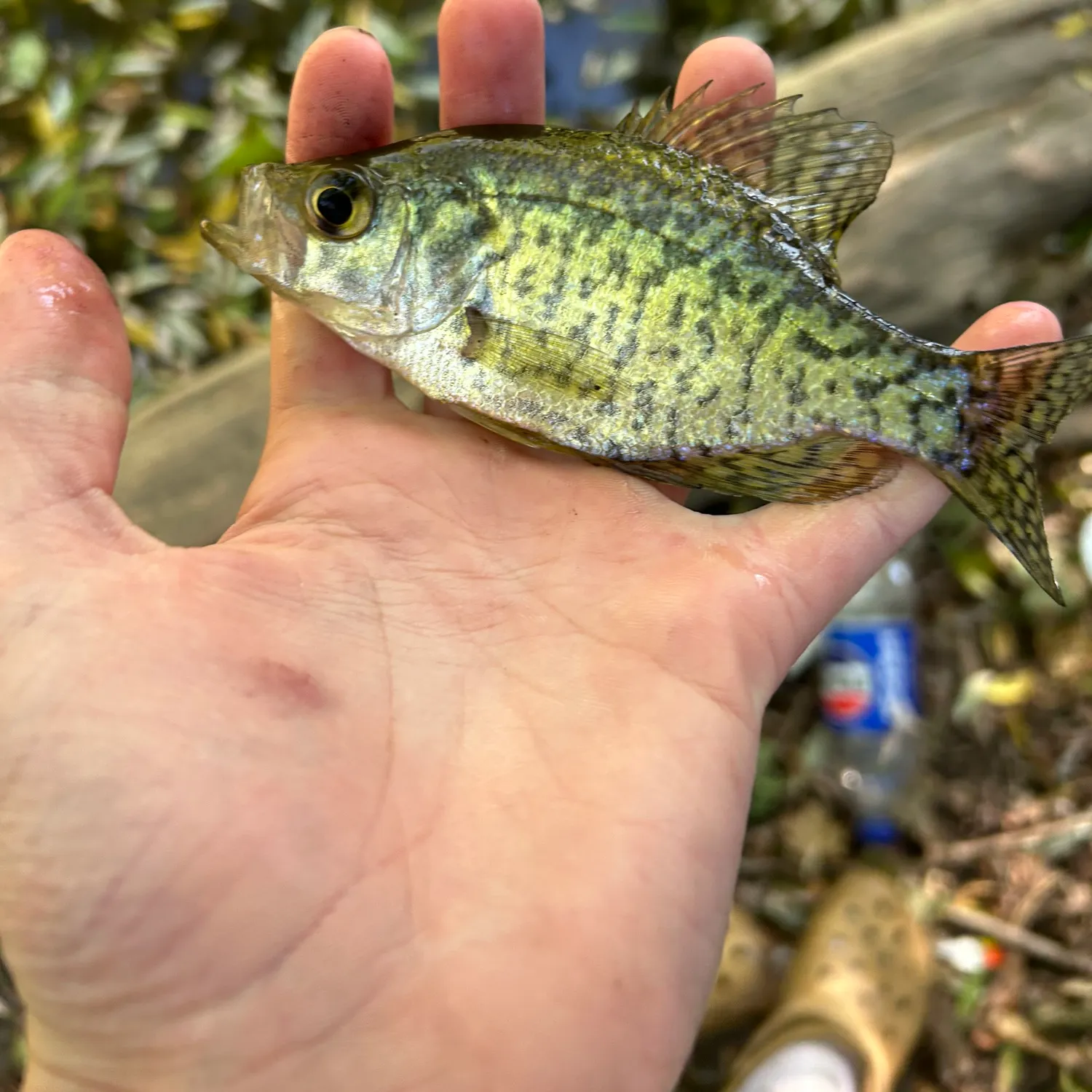 Black crappie caught on Fishbrain