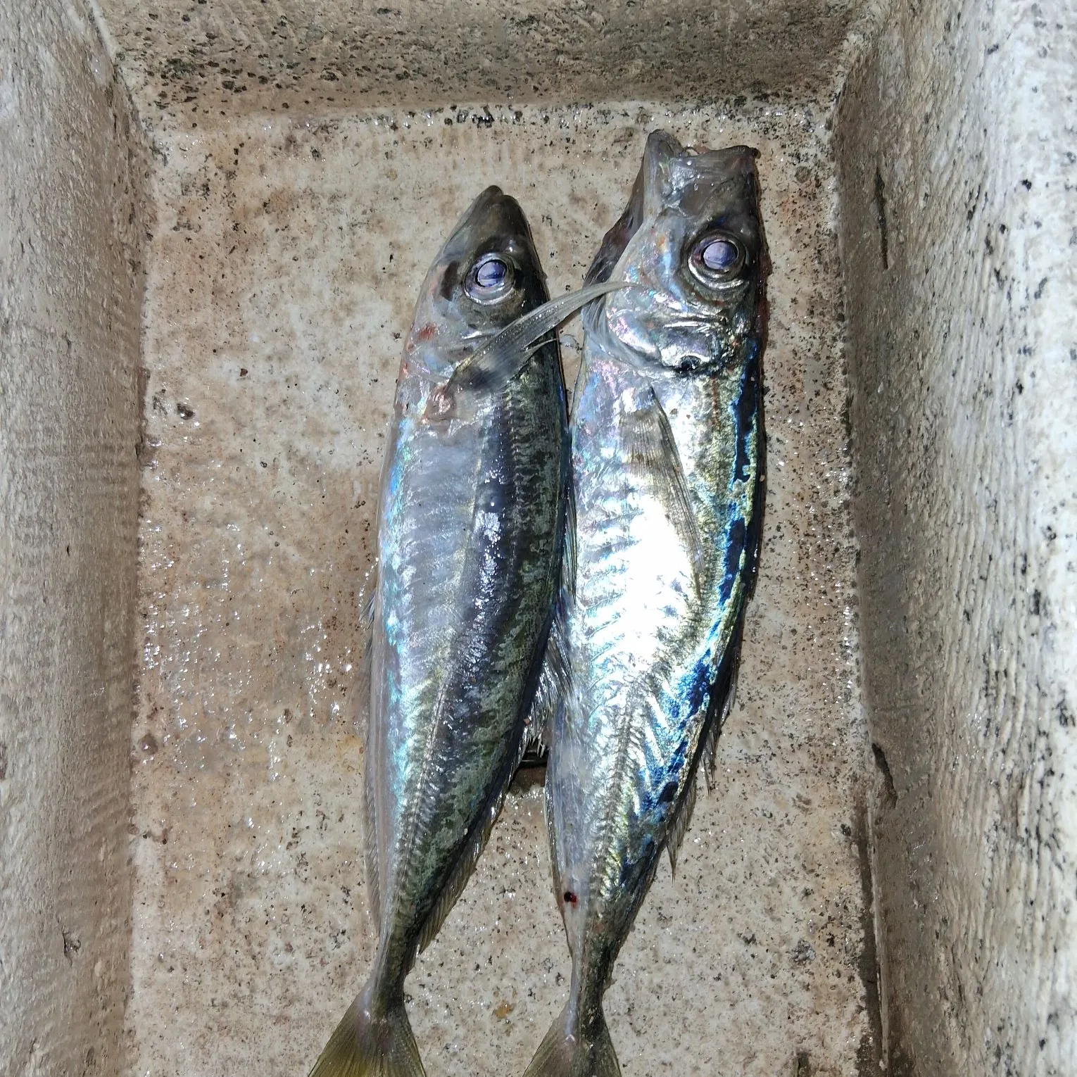 The most recent Atlantic horse mackerel catches on Fishbrain