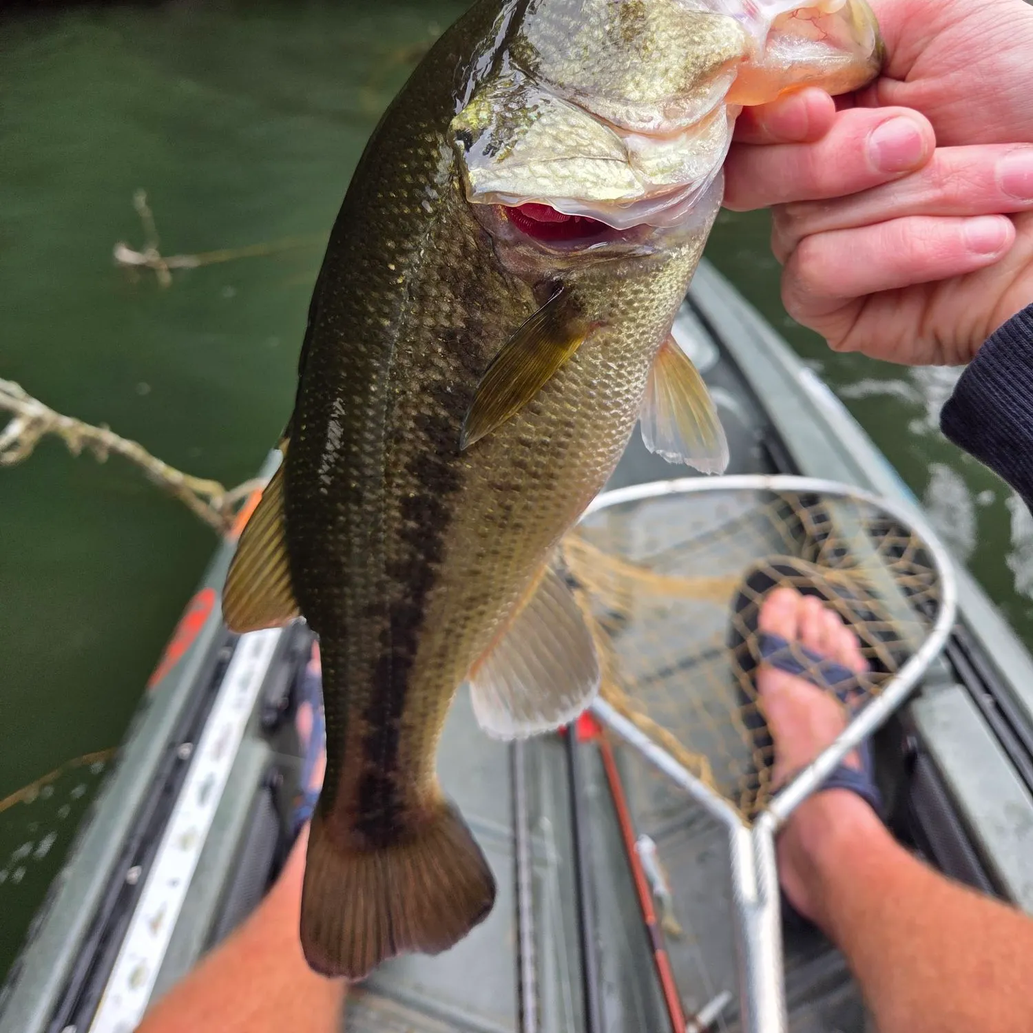Largemouth bass caught on Fishbrain