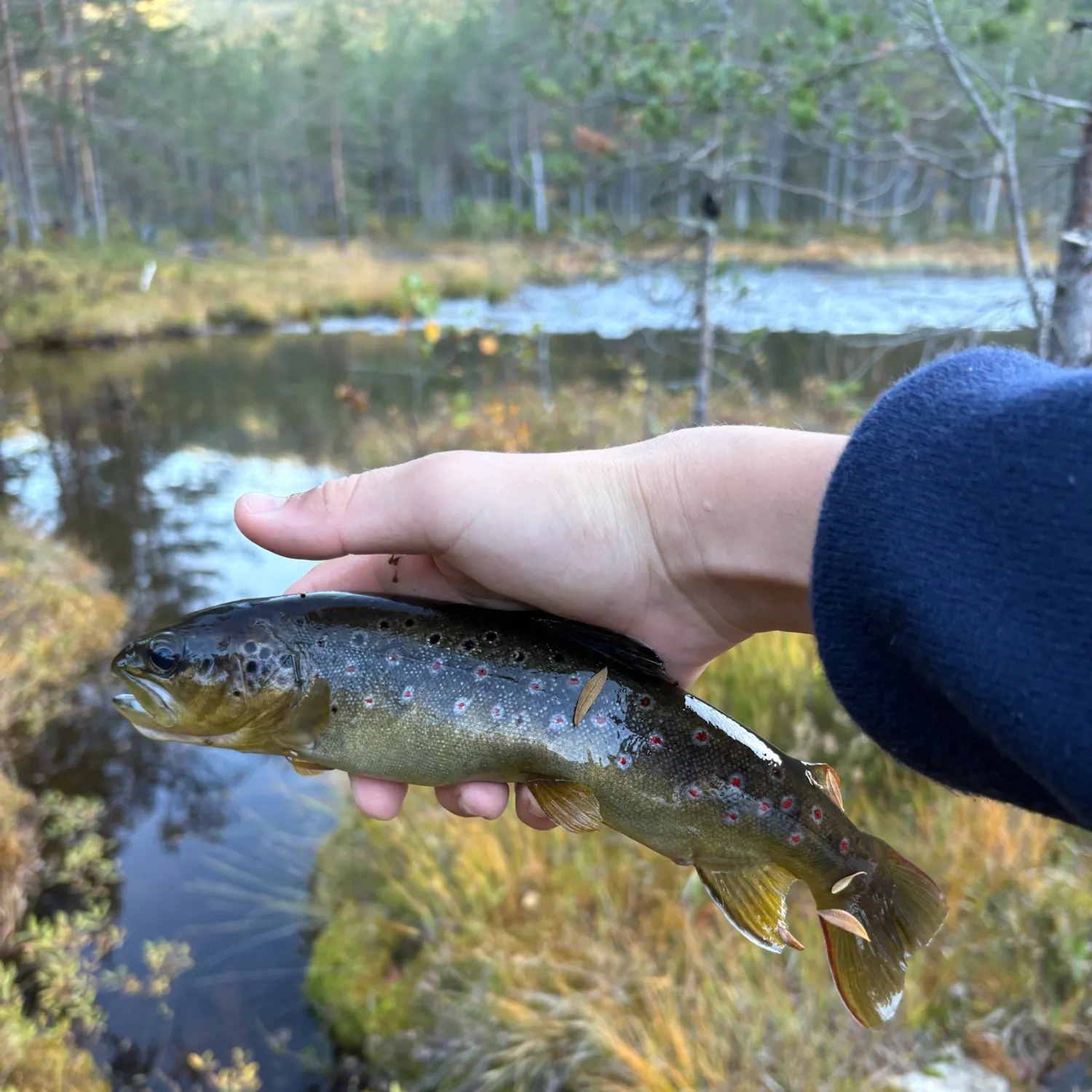 Brown trout caught on Fishbrain