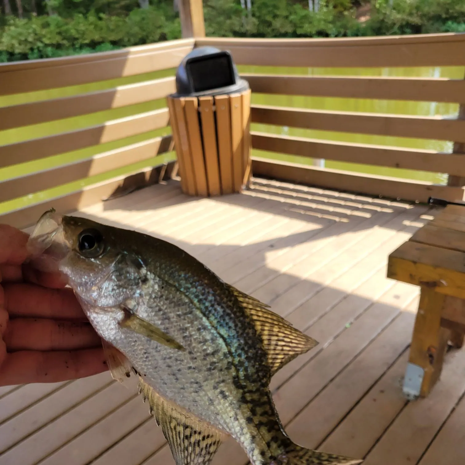 Black crappie caught on Fishbrain
