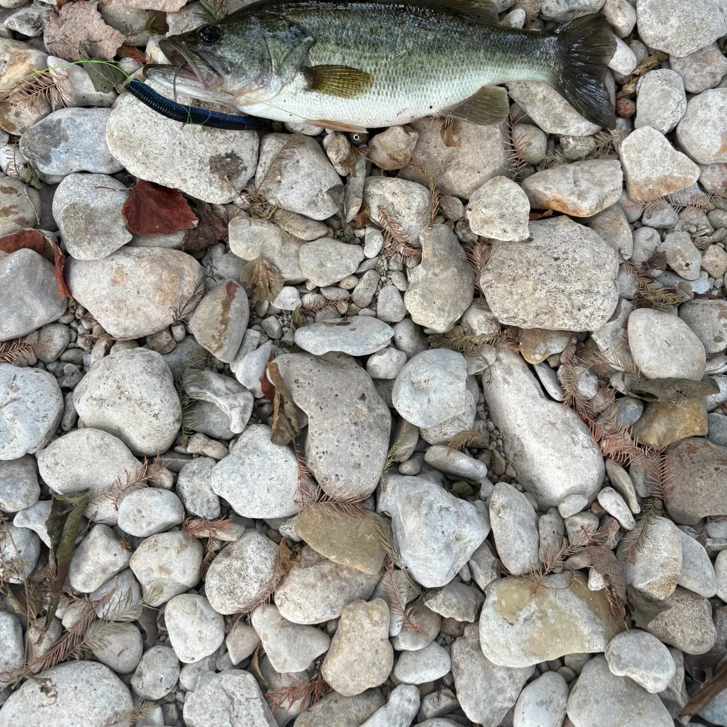 Largemouth bass caught on Fishbrain