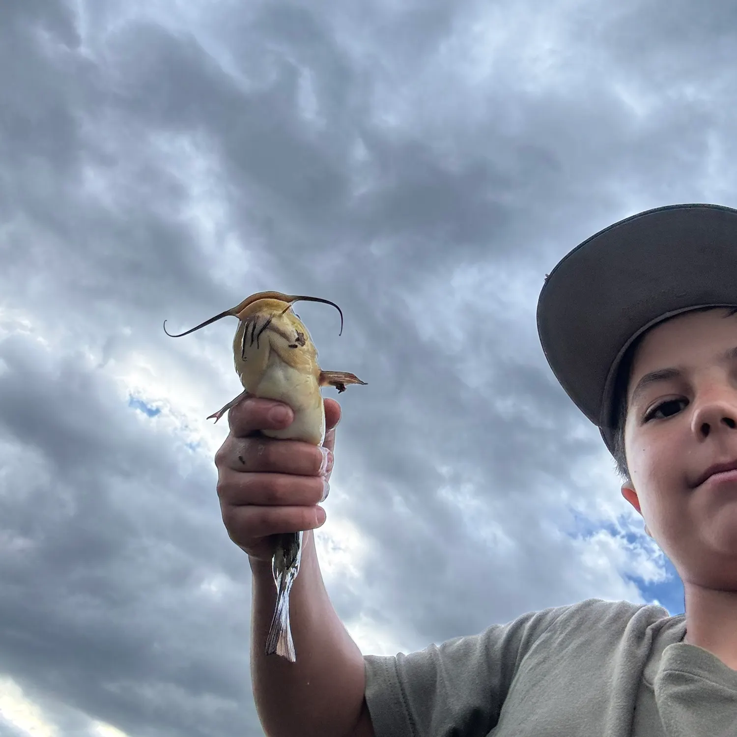 Yellow bullhead caught on Fishbrain