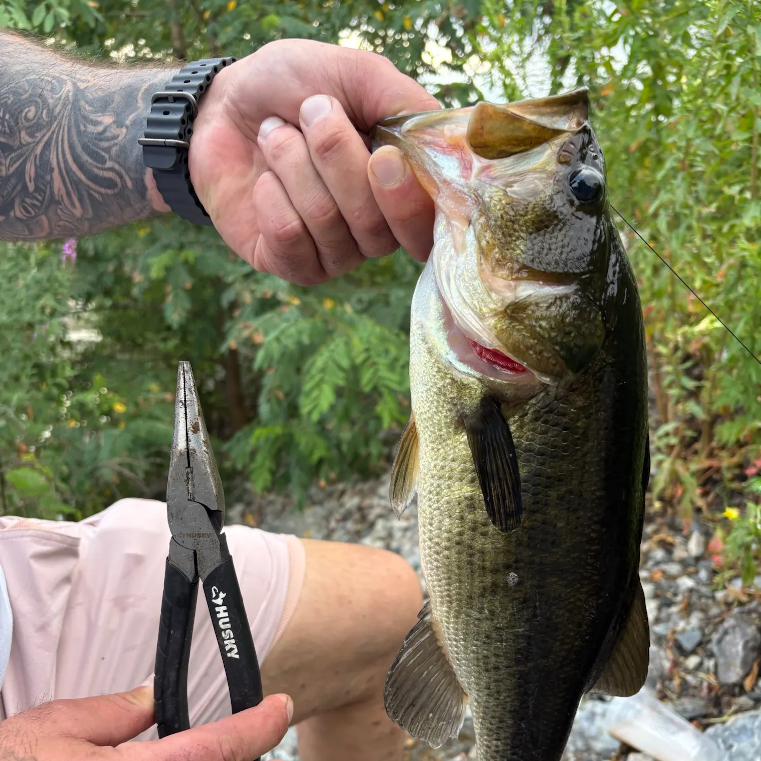 Largemouth bass caught on Fishbrain