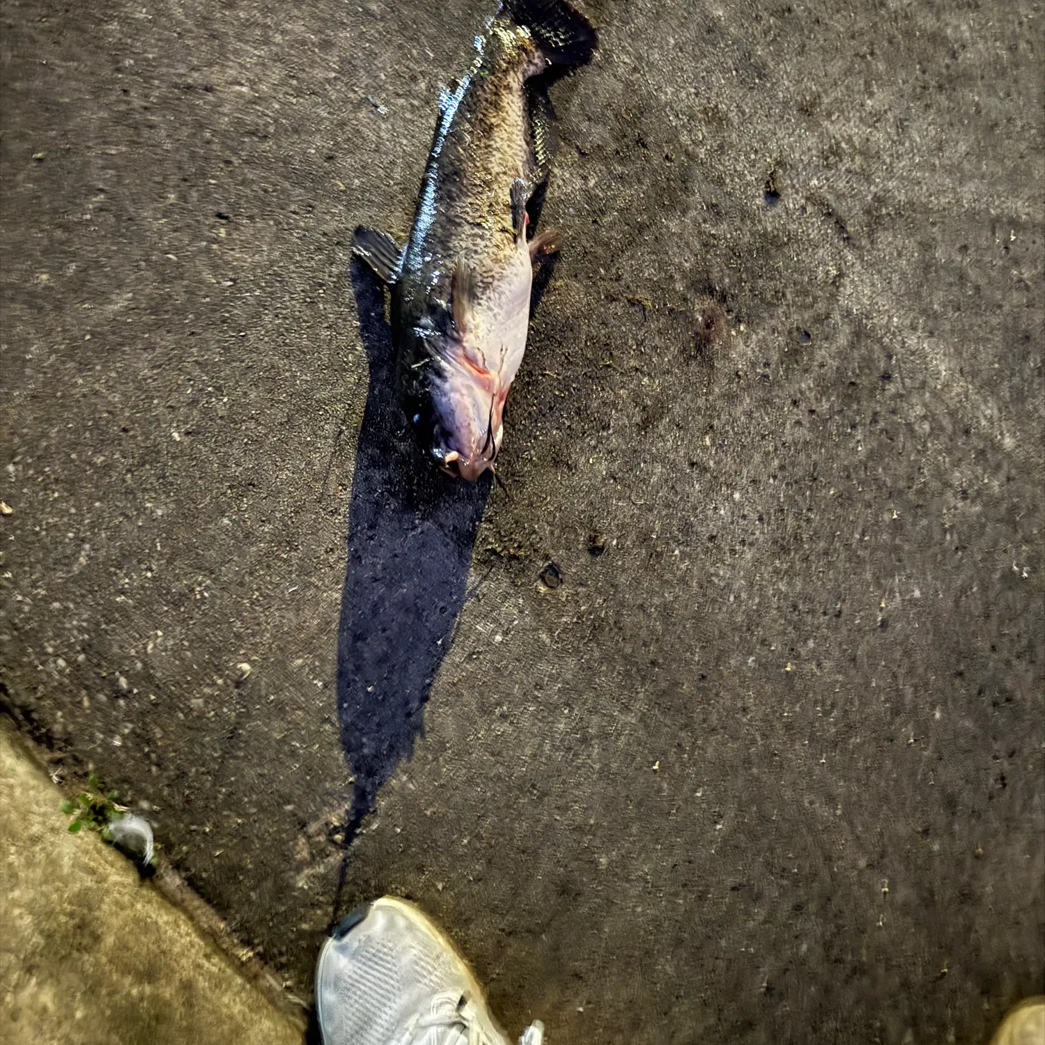 The most recent Brown bullhead catches on Fishbrain