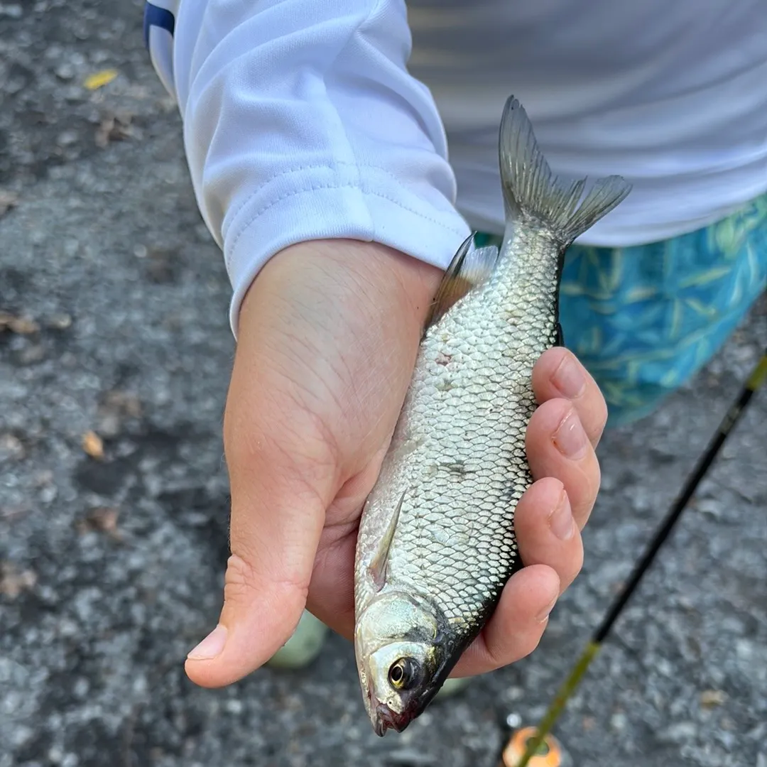 The most recent Lake whitefish catches on Fishbrain