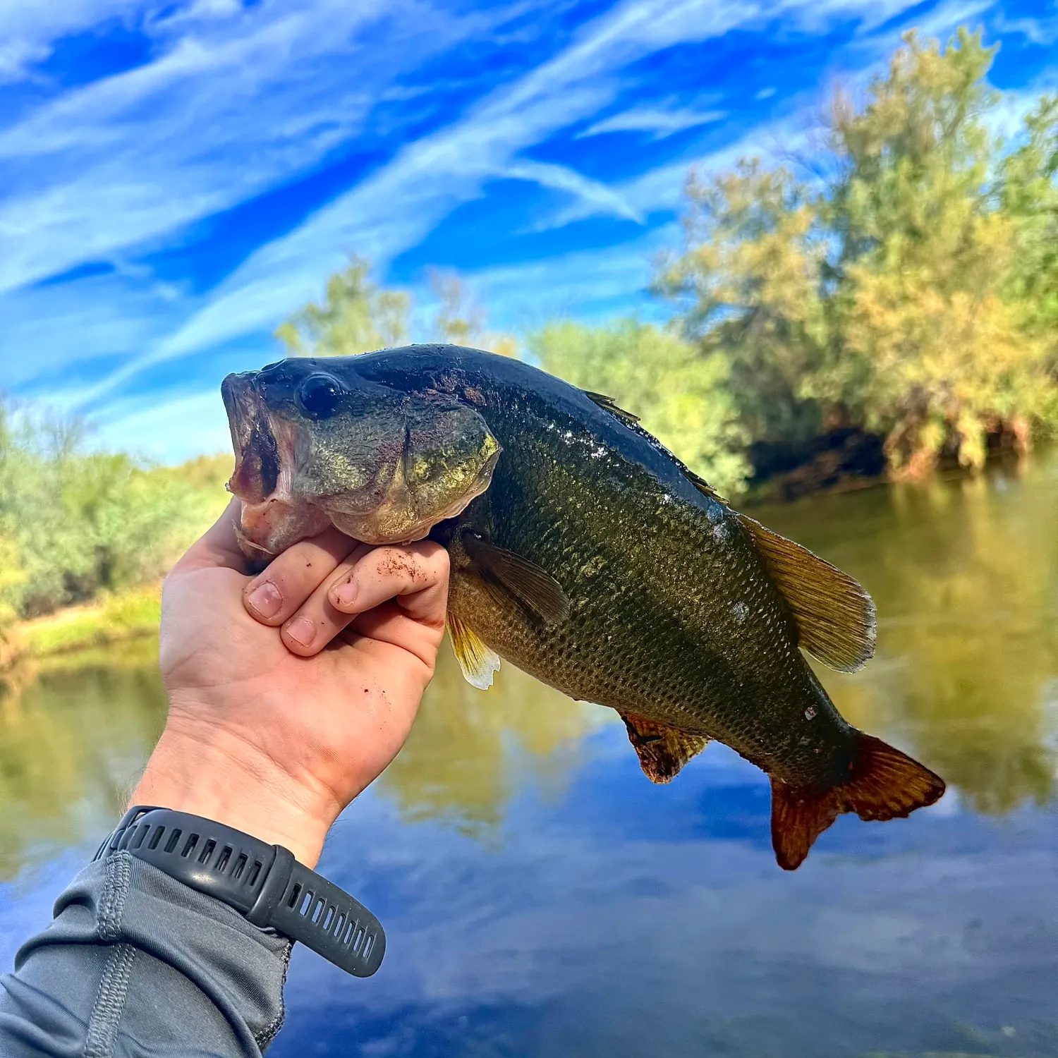 Largemouth bass caught on Fishbrain