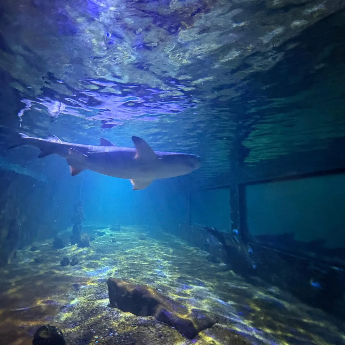 The most recent Blacktip reef shark catches on Fishbrain