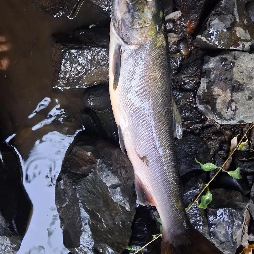 Coho salmon caught on Fishbrain