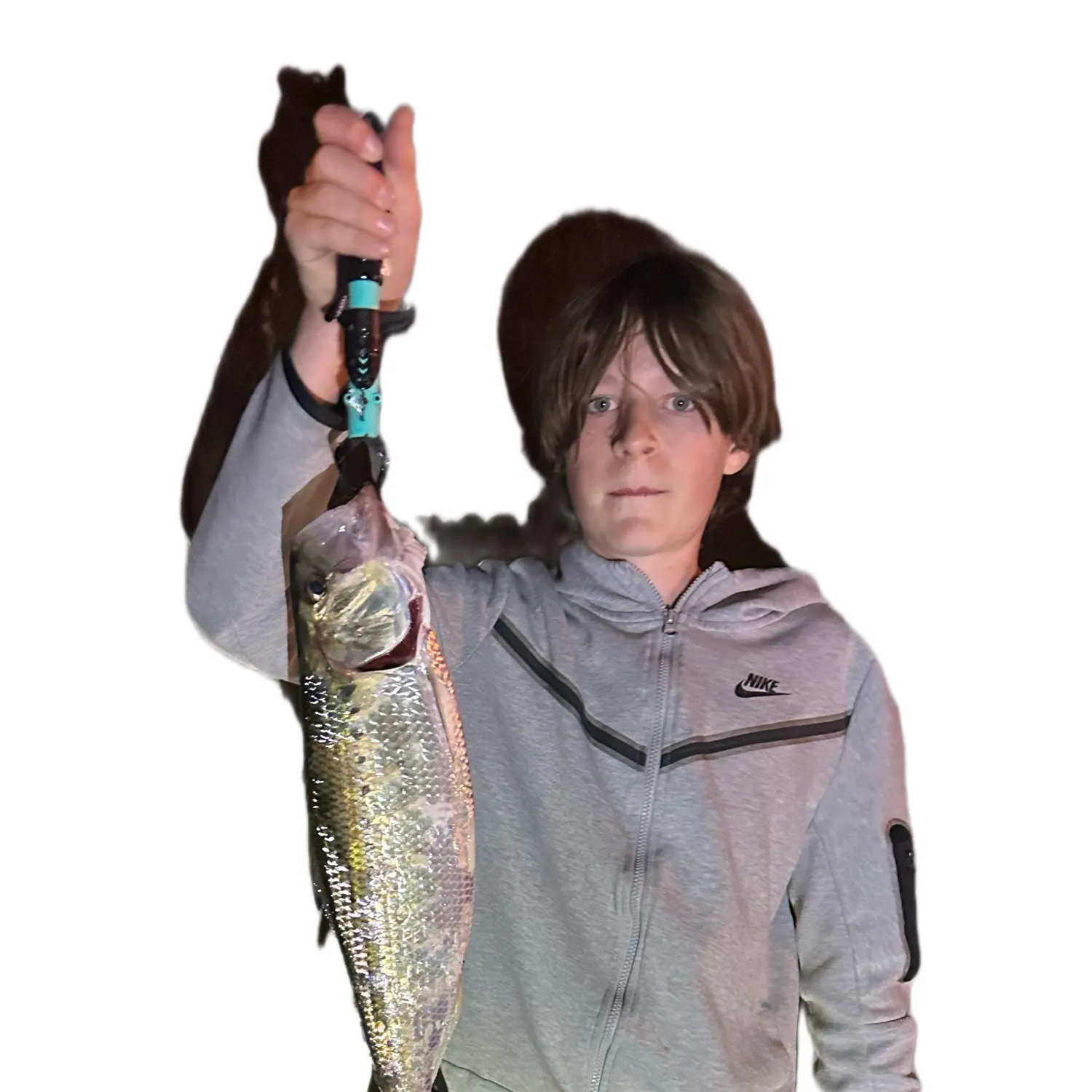 American shad caught on Fishbrain