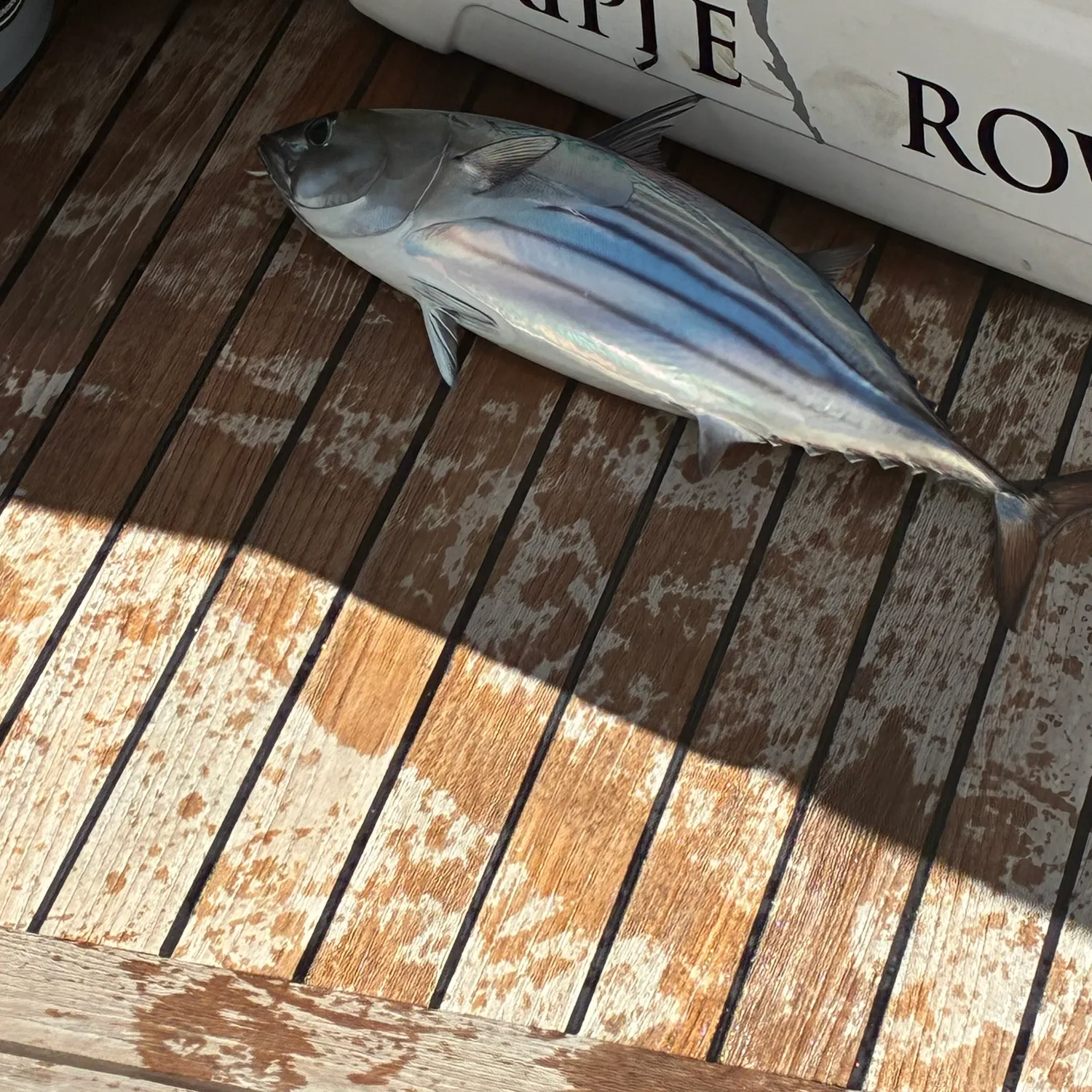 Skipjack tuna caught on Fishbrain