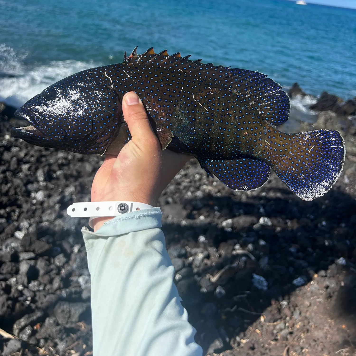 The most recent Peacock hind catches on Fishbrain