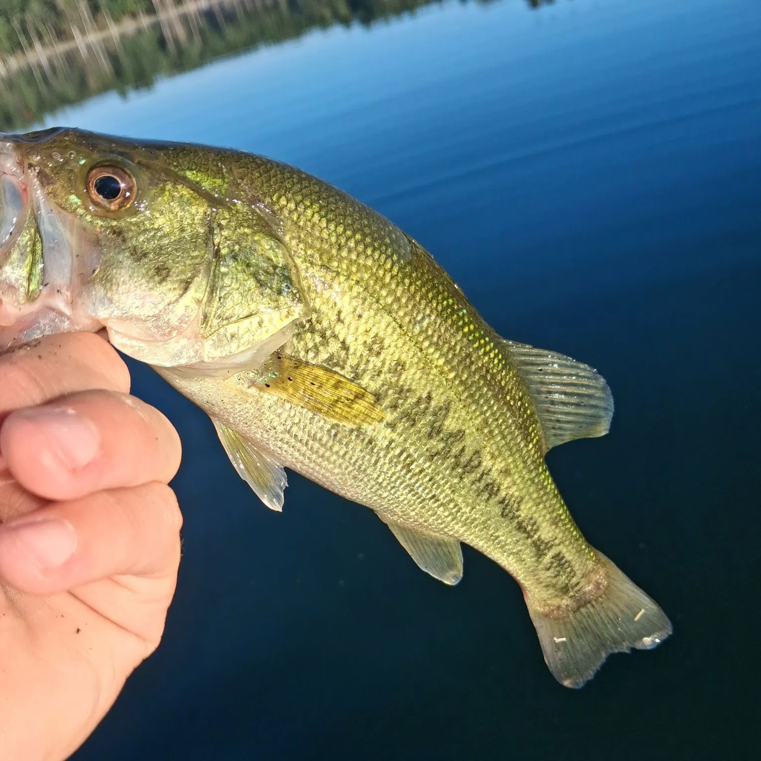 Largemouth bass caught on Fishbrain