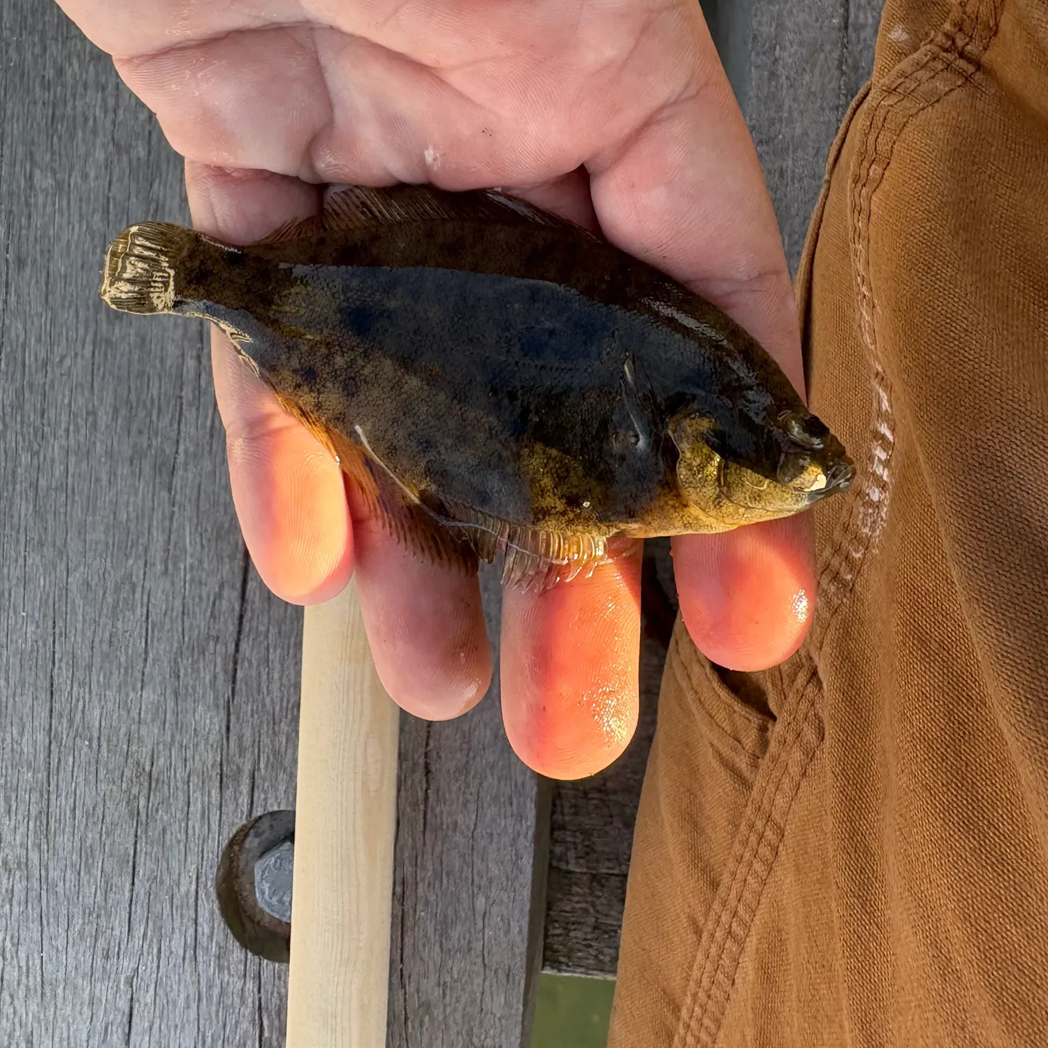 The most recent Winter flounder catches on Fishbrain