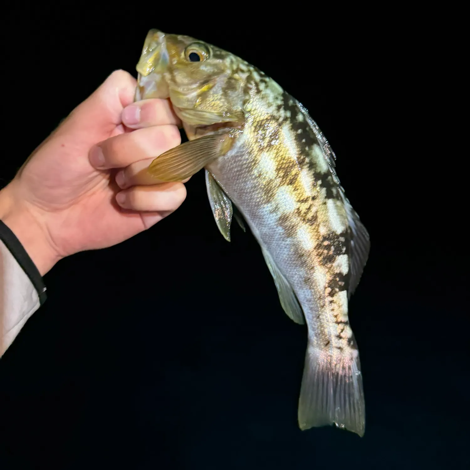 Kelp bass caught on Fishbrain