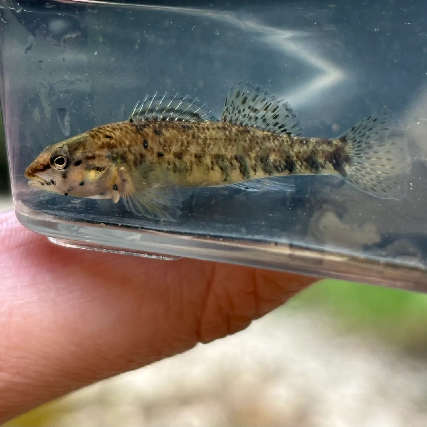 Rainbow darter caught on Fishbrain
