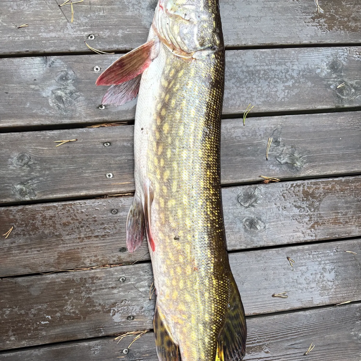 Northern pike caught on Fishbrain