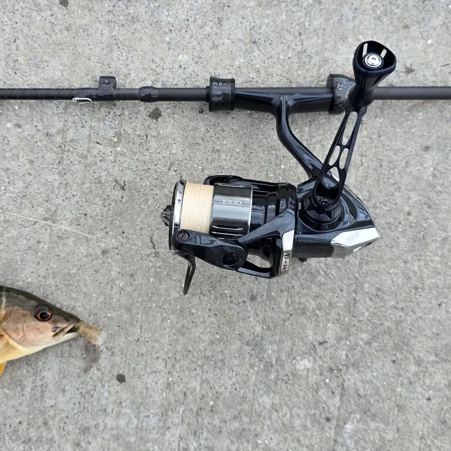 The most recent Schoolmaster snapper catches on Fishbrain