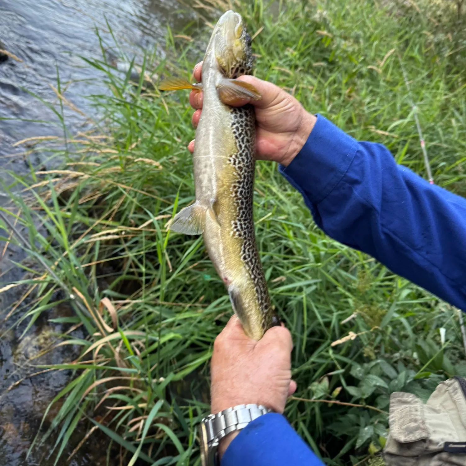 Brown trout caught on Fishbrain